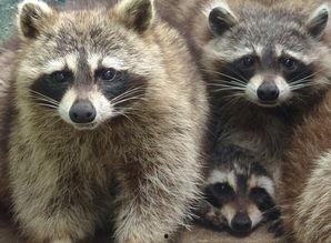 国产浣熊好培育吗视频播放,轻松培育，观赏与收益双赢